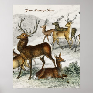 Affiche Nom Personnalisé Red Deer Hart, Hind, Roebuck Musc