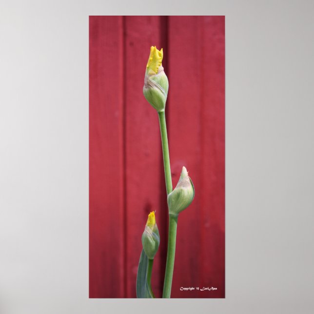 Affiche Non ouvert - Jaune (Devant)