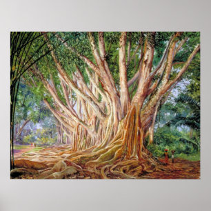 Affiche Nord - Avenue Des Arbres Indiens En Caoutchouc, Pe