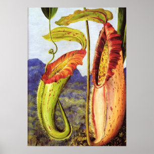 Affiche Nord - Nepenthes Iana 1876