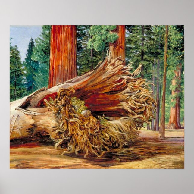 Affiche Nord - Une Calaveras Géante Tombée Grove Californi (Devant)