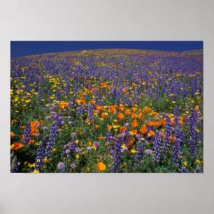 Affiche North America, USA, California, Los Angeles 2