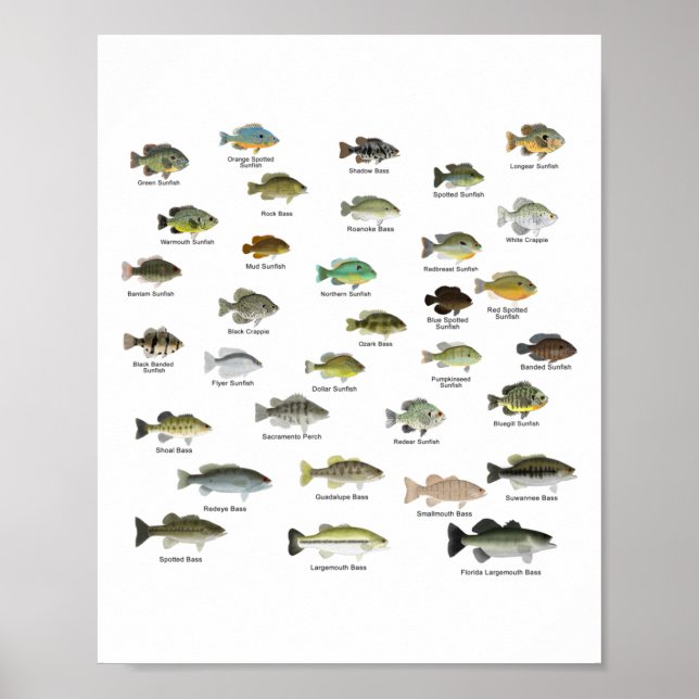 Affiche North American Sunfish Group (nom) (Devant)