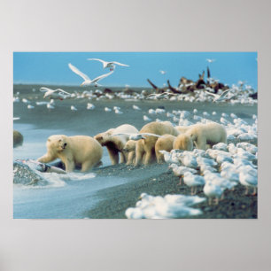 Affiche North Slope, Alaska. Ours polaires Ursus