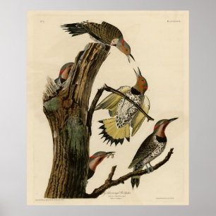 Affiche Norther Flicker de Audubon's Birds of America