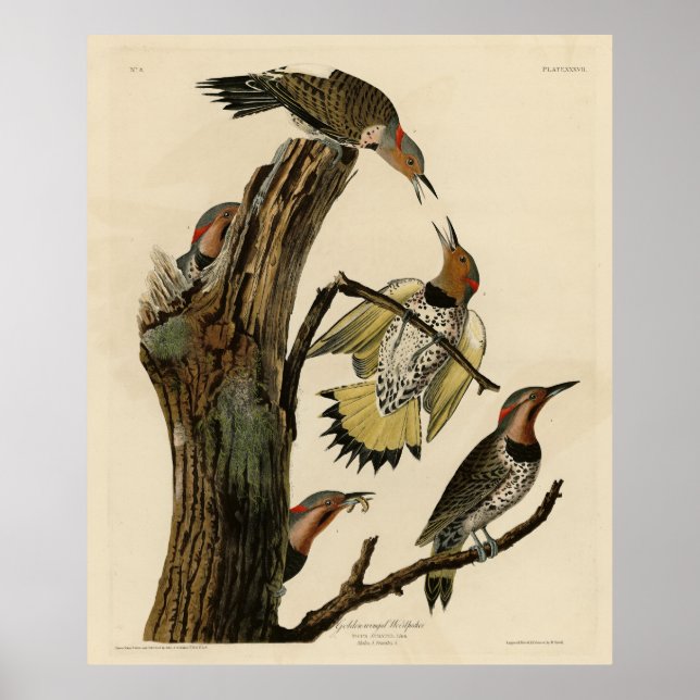 Affiche Norther Flicker de Audubon's Birds of America (Devant)