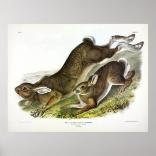 Affiche Northern Hare (Lepus Americanus) by Audubon