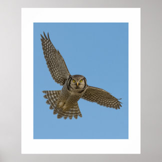 Affiche Northern Hawk Owl in Flight Wildlife Art Prin