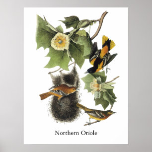 Affiche Northern Oriole, John Audubon