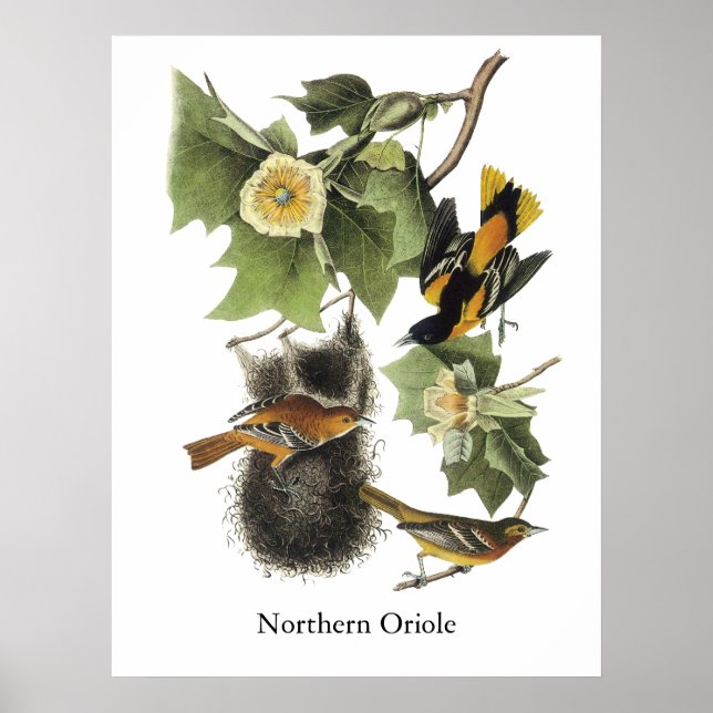 Affiche Northern Oriole, John Audubon (Devant)