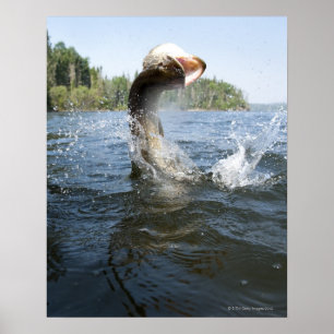Affiche Northern Pike jumping out of water in a lake.
