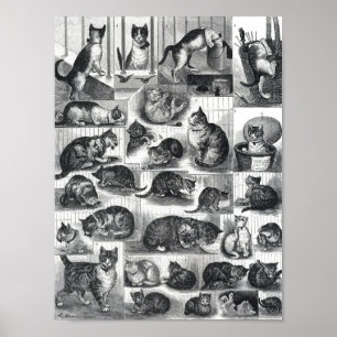 Affiche Nos chats une histoire domestique, Louis Wain