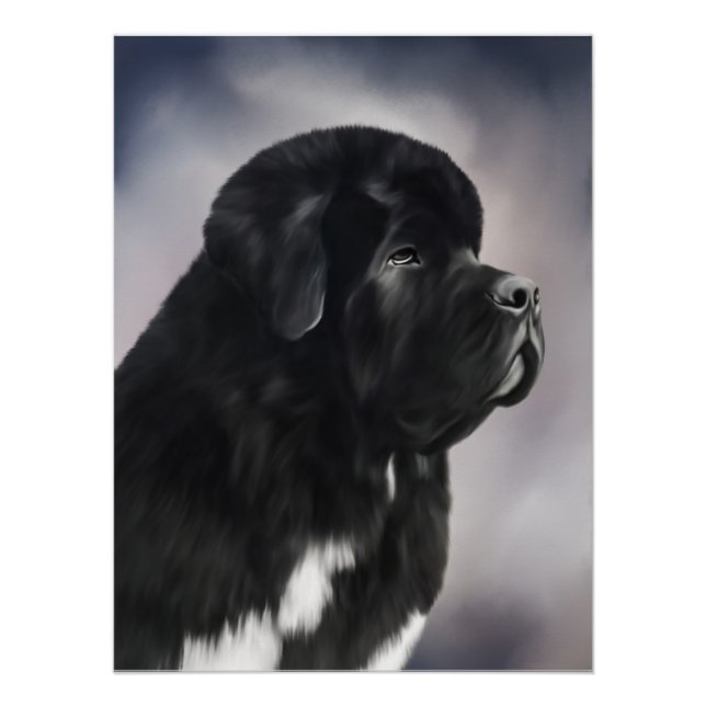 Affiche Notta Bear Landseer Terre-Neuve (Devant)