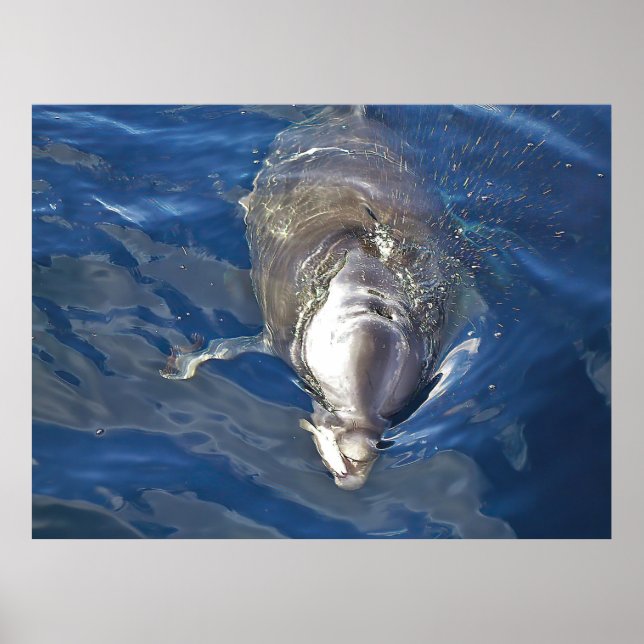 Affiche Nourrir un dauphin (Devant)