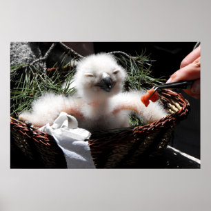 Affiche Nourrir un poussin d'Aigle Owl