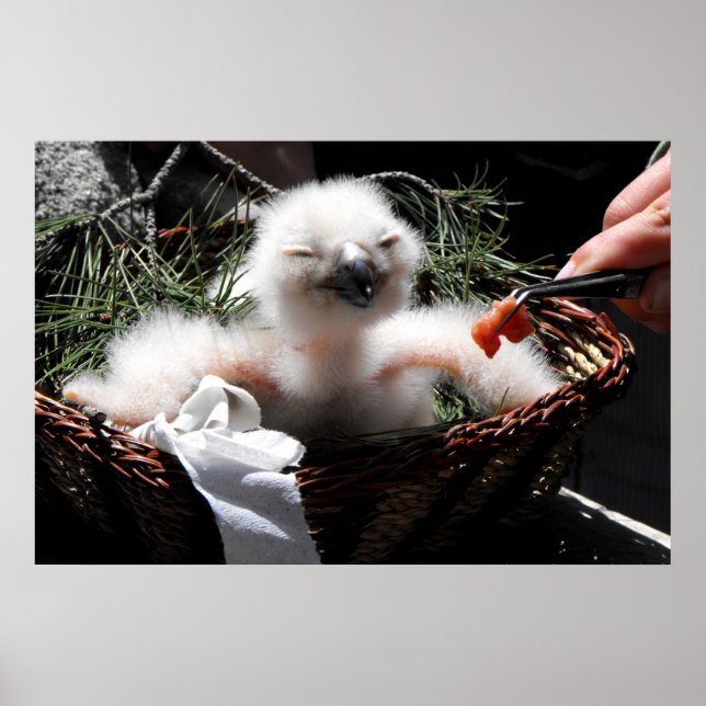 Affiche Nourrir un poussin d'Aigle Owl (Devant)