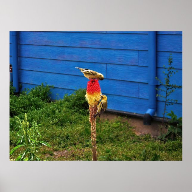 Affiche Nourriture Finches (Devant)