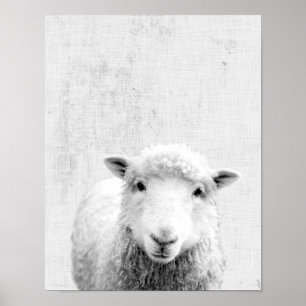 Affiche Nourriture minimaliste minimaliste des moutons Pee