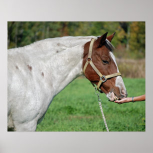 Affiche Nourriture pour chevaux