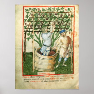 Affiche Nouv Acq Lat Gathering and pressing grapes