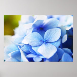 Affiche Nouveau blues