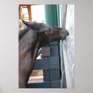 Affiche Nouveau poney/cheval