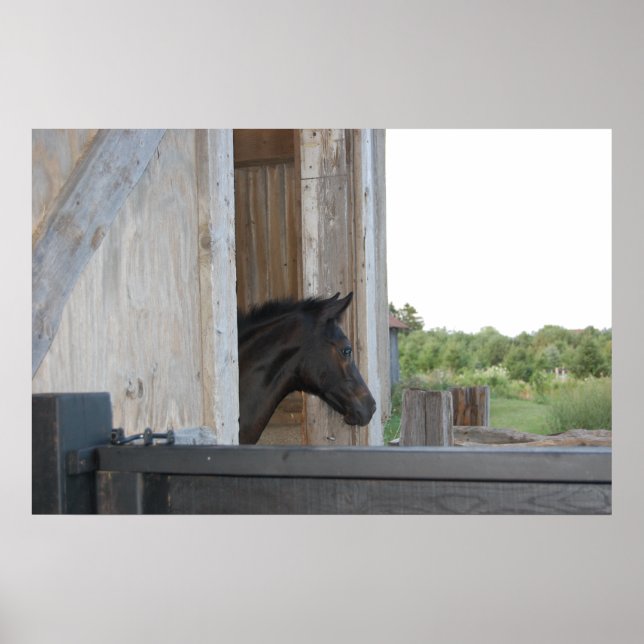 Affiche Nouveau poney/cheval (Devant)