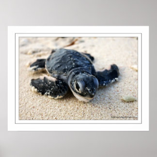 Affiche Nouvelle tortue