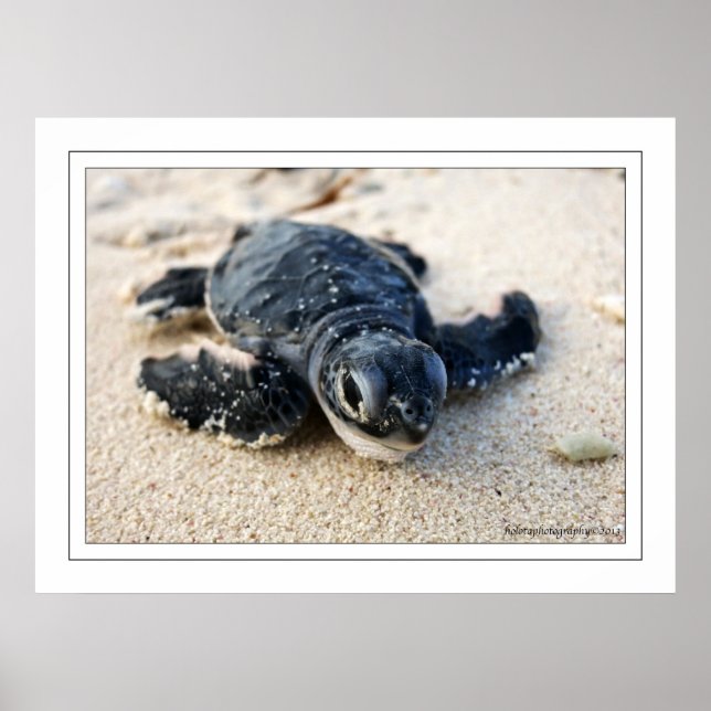 Affiche Nouvelle tortue (Devant)