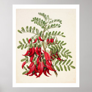 Affiche Nouvelle-Zélande Clianthus Puniceus Rouge Kowhai 