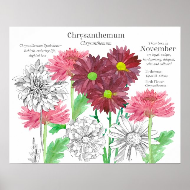 Affiche November Birth Flower Language of Flowers (Devant)
