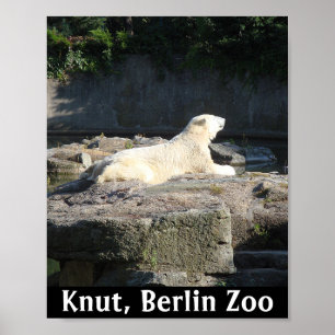 Affiche Noyer l'ours polaire du zoo de Berlin