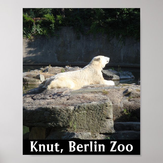 Affiche Noyer l'ours polaire du zoo de Berlin (Devant)