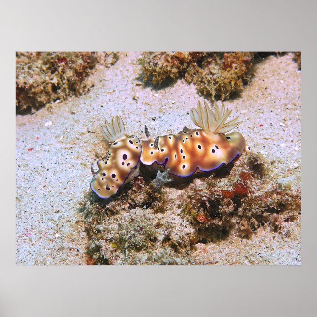 Affiche Nudi Pair (Devant)