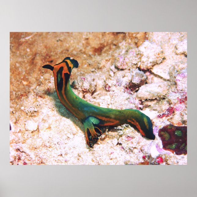 Affiche Nudibranche (Devant)