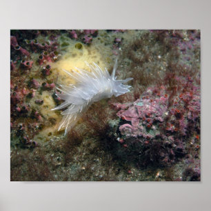 Affiche Nudibranche d'albâtre