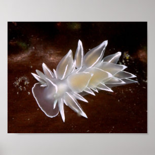 Affiche Nudibranche d'Albâtre - Tirages d'art fine