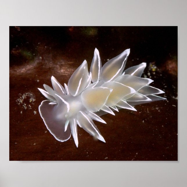 Affiche Nudibranche d'Albâtre - Tirages d'art fine (Devant)