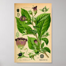 Nuisance morte (Atropa belladonna) Imprimer