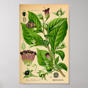 Affiche Nuisance morte (Atropa belladonna) Imprimer