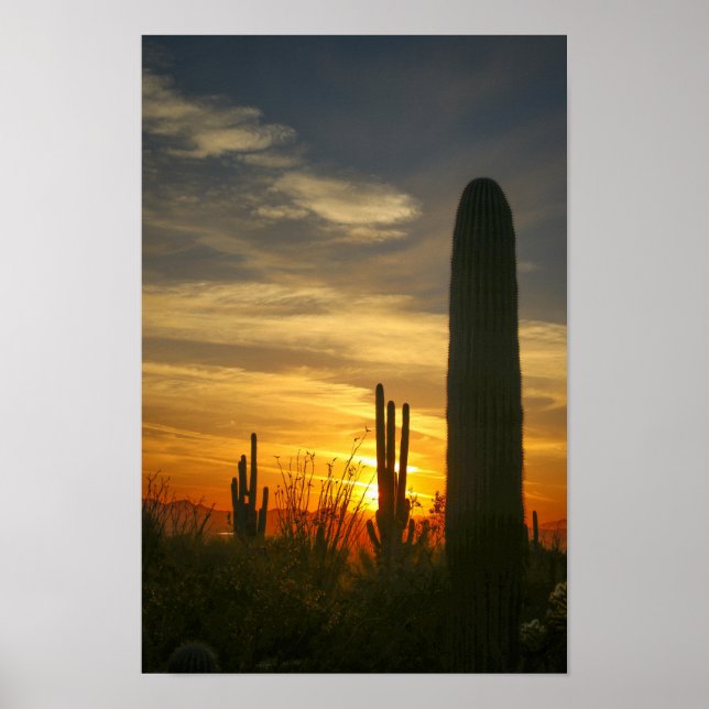 Affiche Nuits désertiques (Devant)