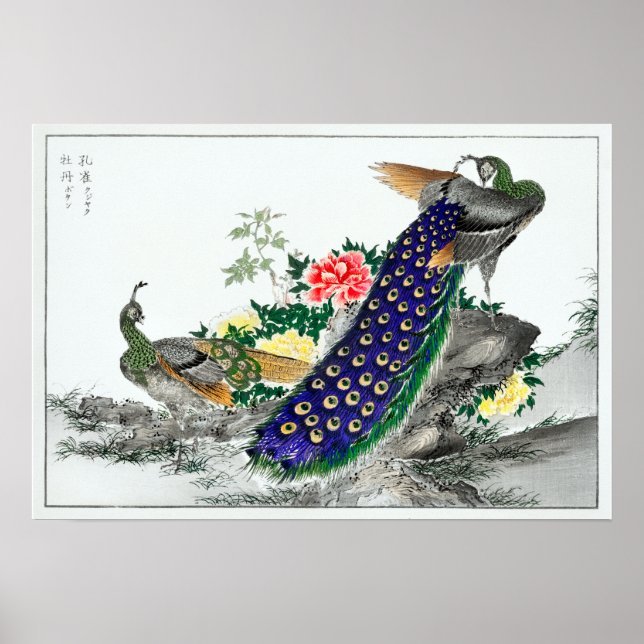Affiche Numata Kashu Peacock et Peony (Devant)