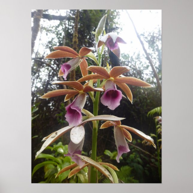 Affiche Nuns Hood Orchid Big Island Hawaii (Devant)