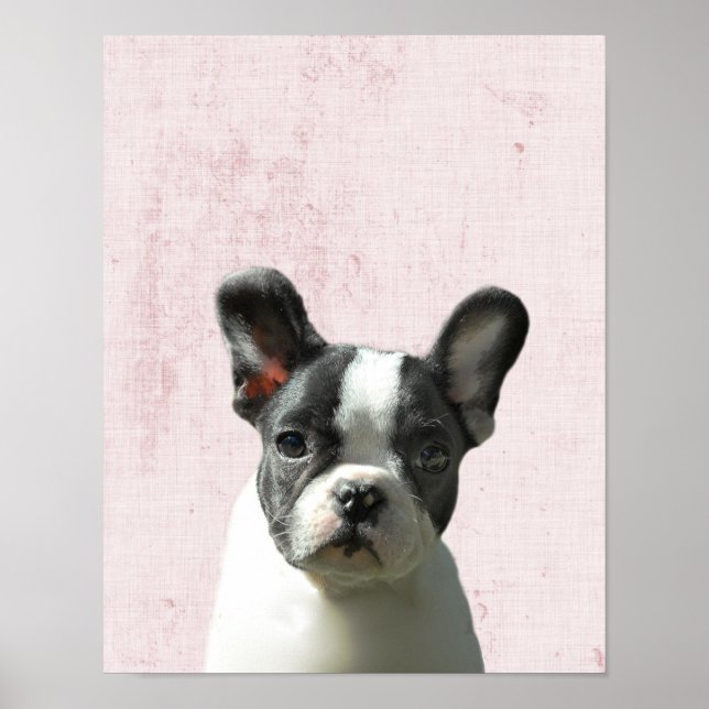 Affiche Nursery de chiot Boston Terrier rose pastel Peekab (Devant)