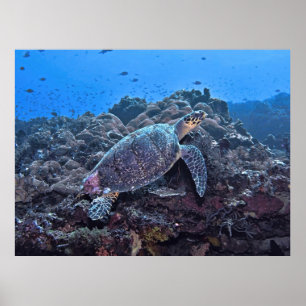 Affiche Nusa Lembongan Hawksbill
