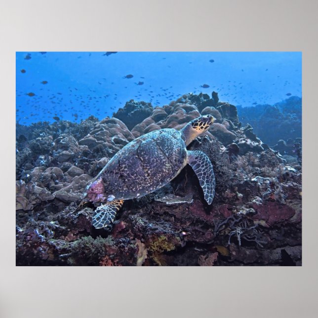 Affiche Nusa Lembongan Hawksbill (Devant)