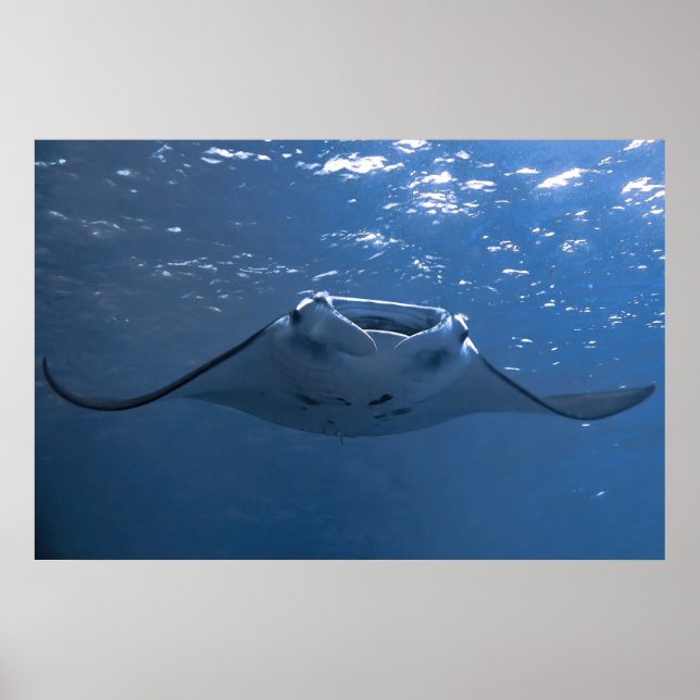 Affiche Nusa Penida Manta (Devant)