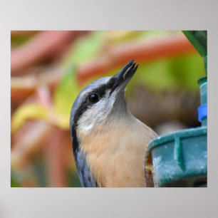 Affiche Nuthatch