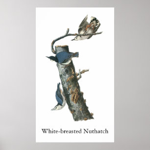 Affiche Nuthatch à poitrine blanche, John Audubon