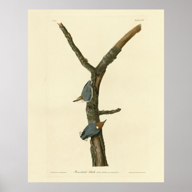 Affiche Nuthatch à tête Brown - Audubon's Birds of America (Devant)